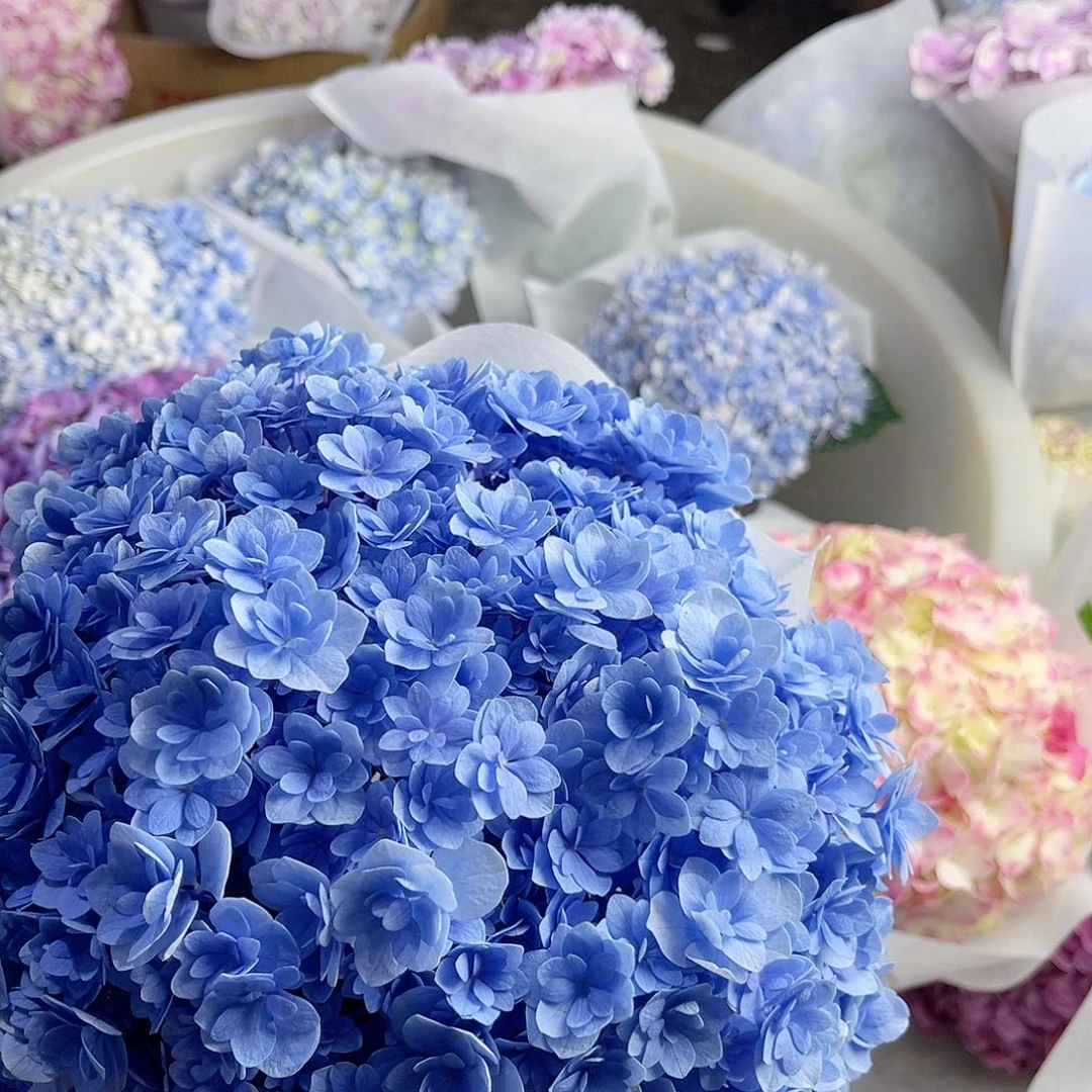 暴***张完全开放稀有绣球花152