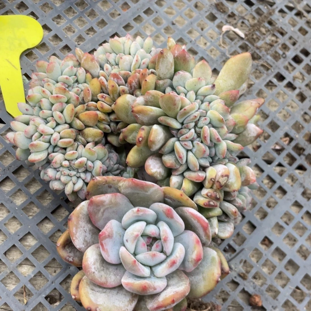 石榴子星影缀化板子边上有蹭伤瑕疵