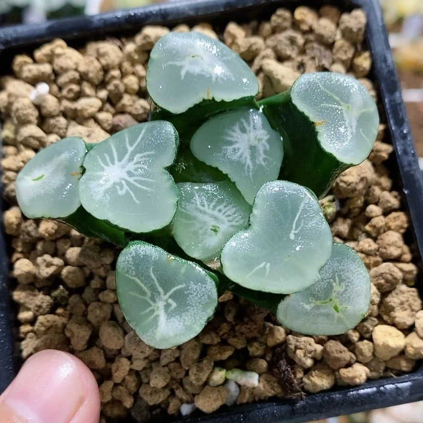 【闪购商品】170望乡