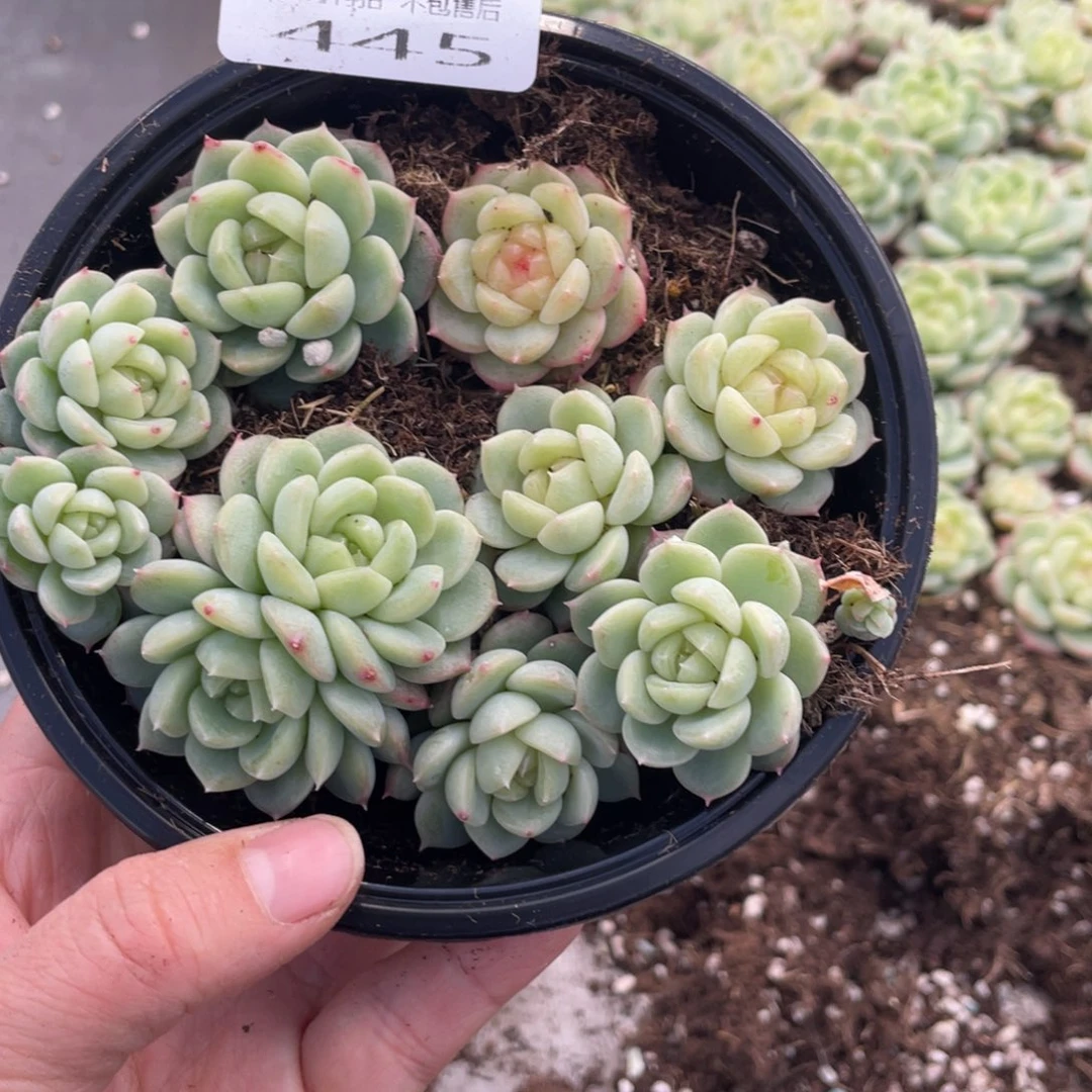 糕大上多肉植物445