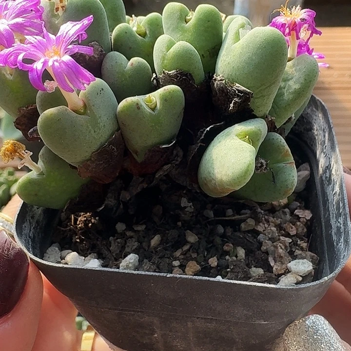 紫花少将一物一拍大群30