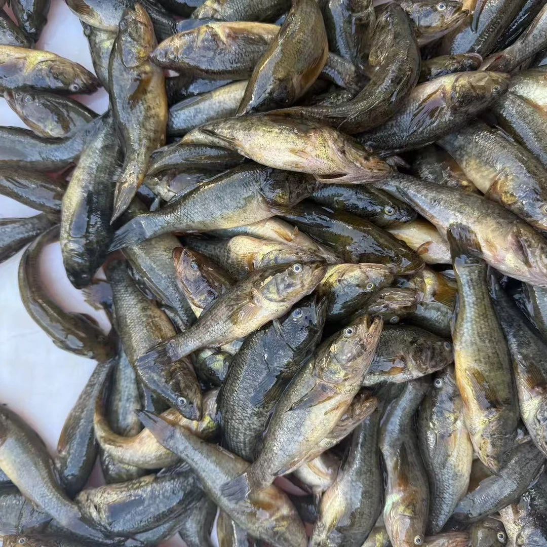 小号老头鱼大小不一介意别拍活体发货保鲜不保活