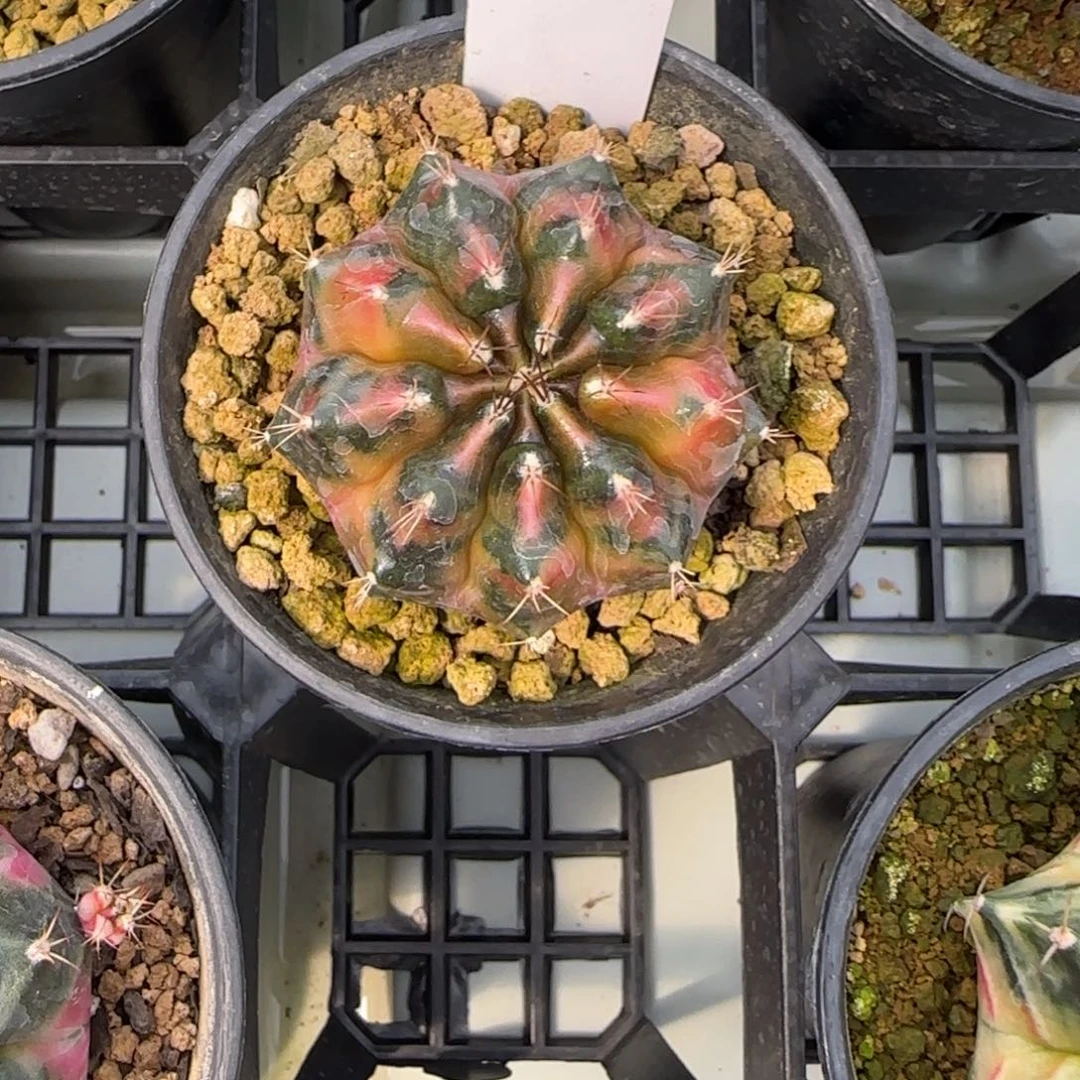 198-0214nick脱土发多肉