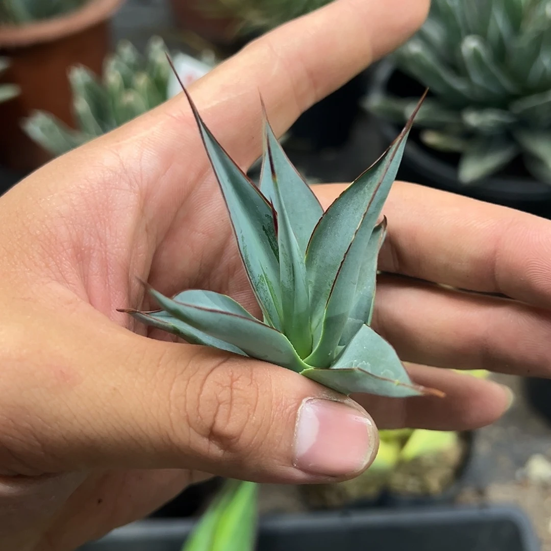 魔针龙舌兰系列侧芽