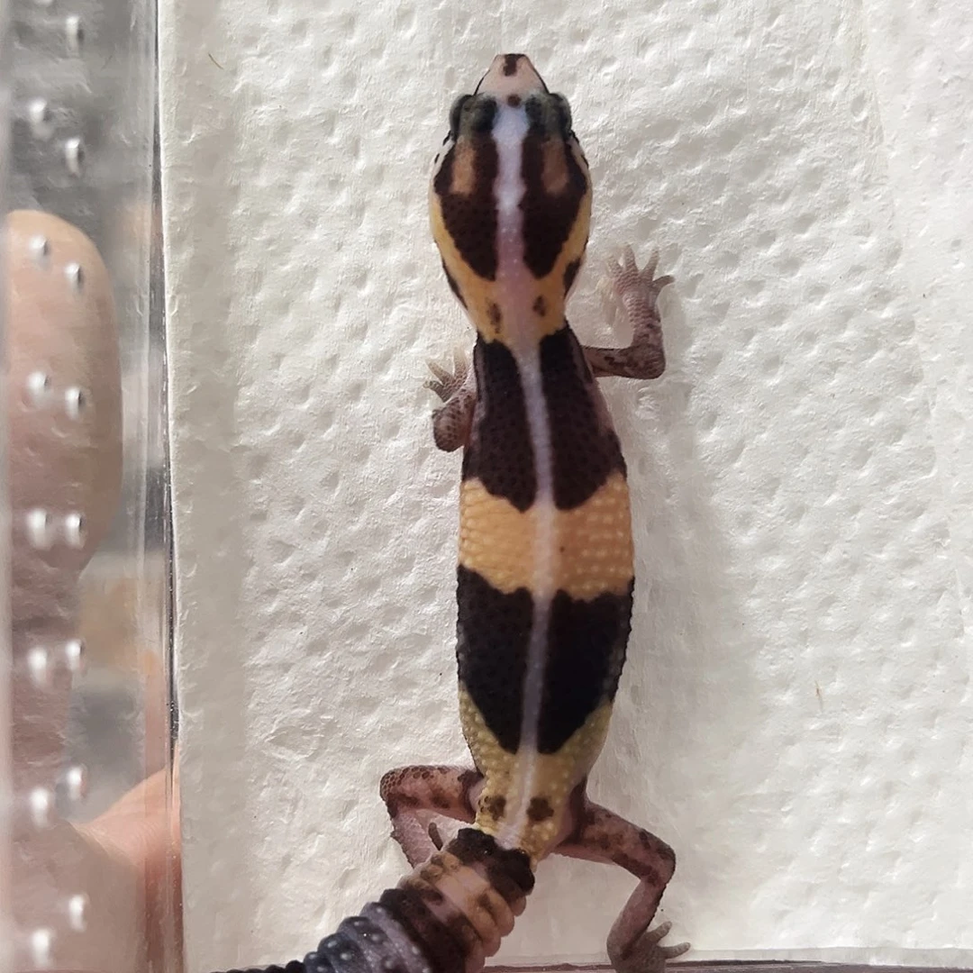 肥尾守宫奶牛隐奥利奥无纹