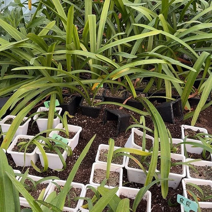 鬼魅4左右带土包对版