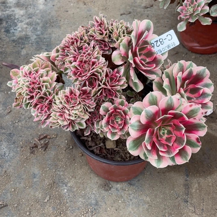 826女朵朵缀113445789