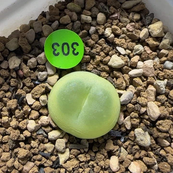 拉登1.7+多肉植物303