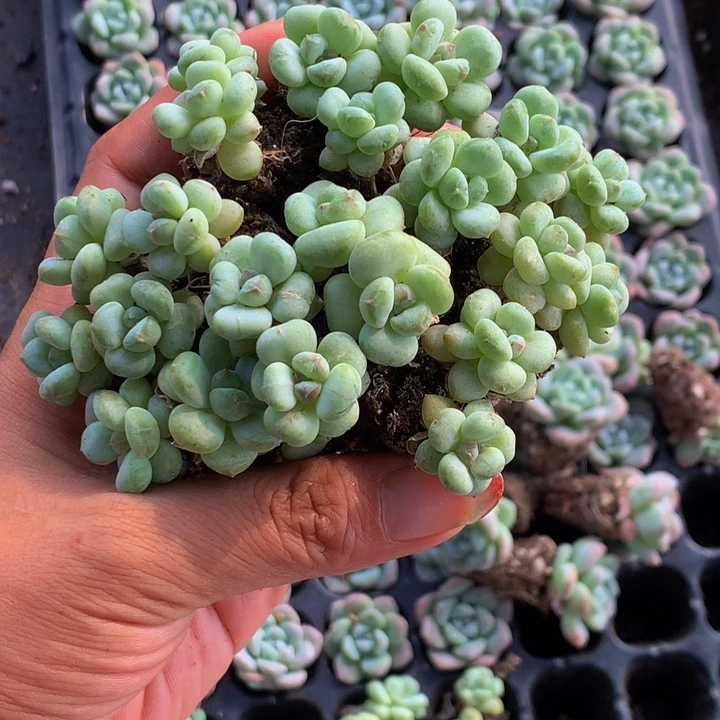 樱桃小丸子5颗  （满9.99包邮不满9.99发叶子）