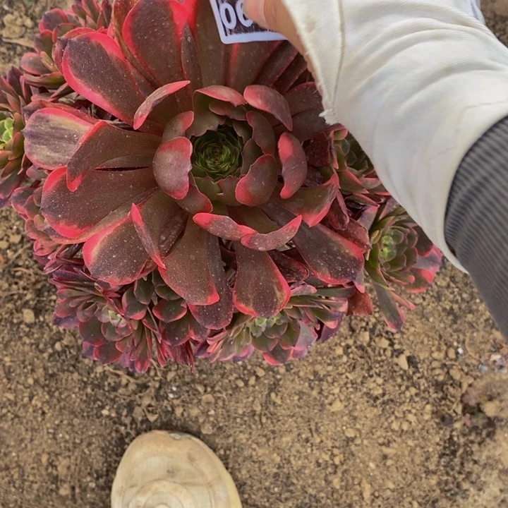 H*郭06161号粉体黑金刚1