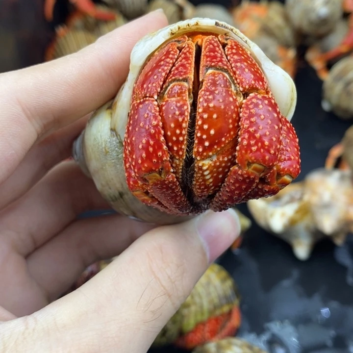 3.9口通体正红斐济草莓