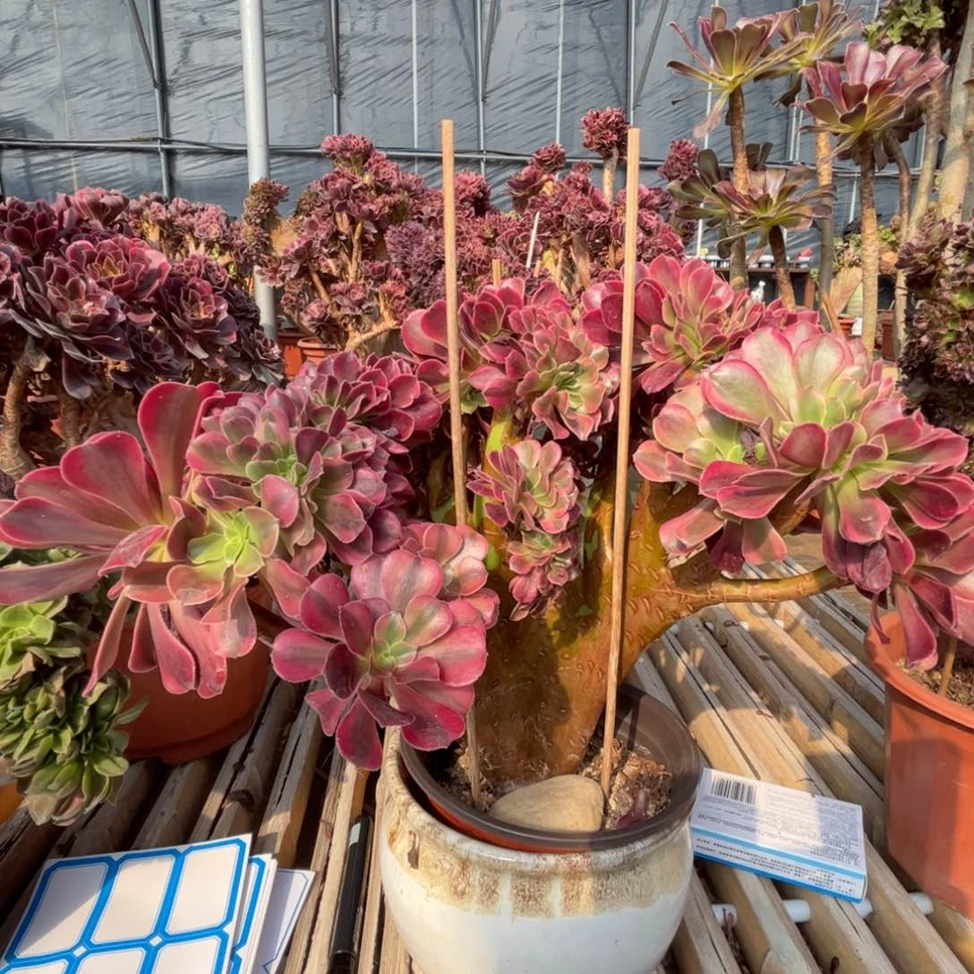 美杜莎整版朵朵缀