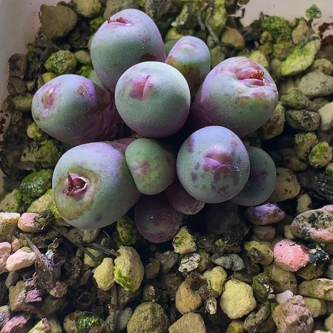 46号园艺小红嘴群1380b一物一拍