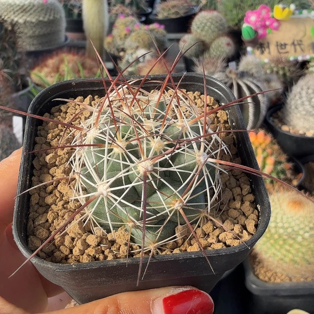 实生片甲丸脱土发货