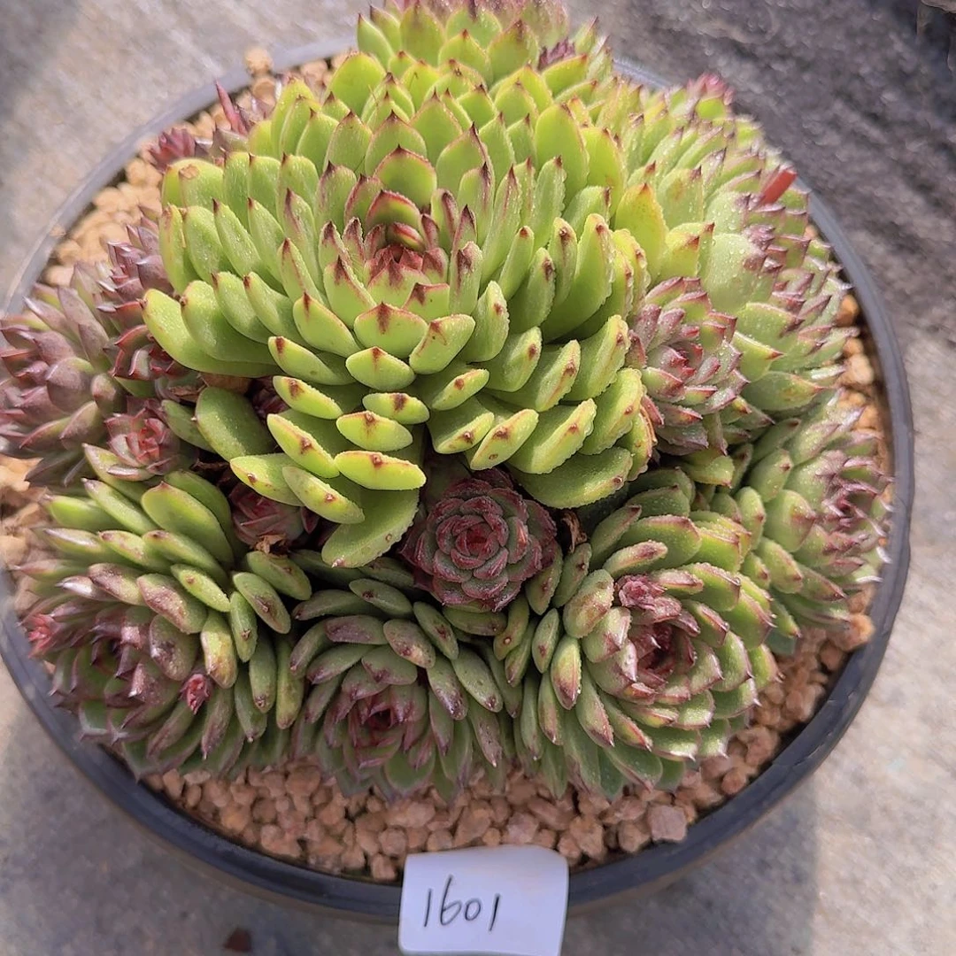 1601绿水晶多肉植物