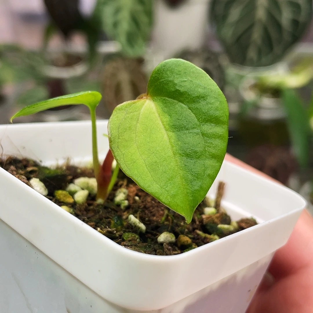 完全开放赌狗锦11