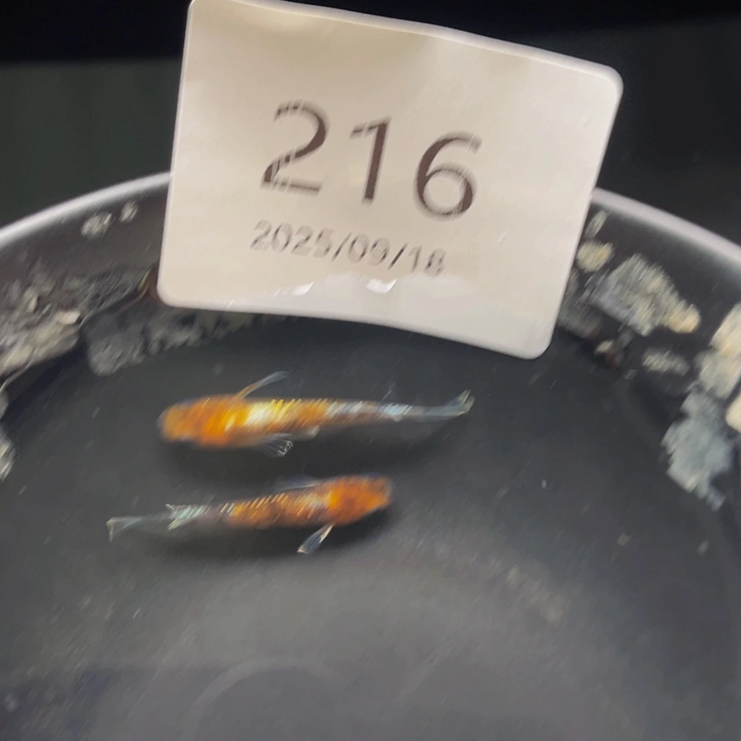 青鳉216lu04一对公母