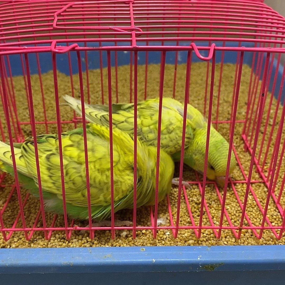 虎皮鹦鹉大头虎皮