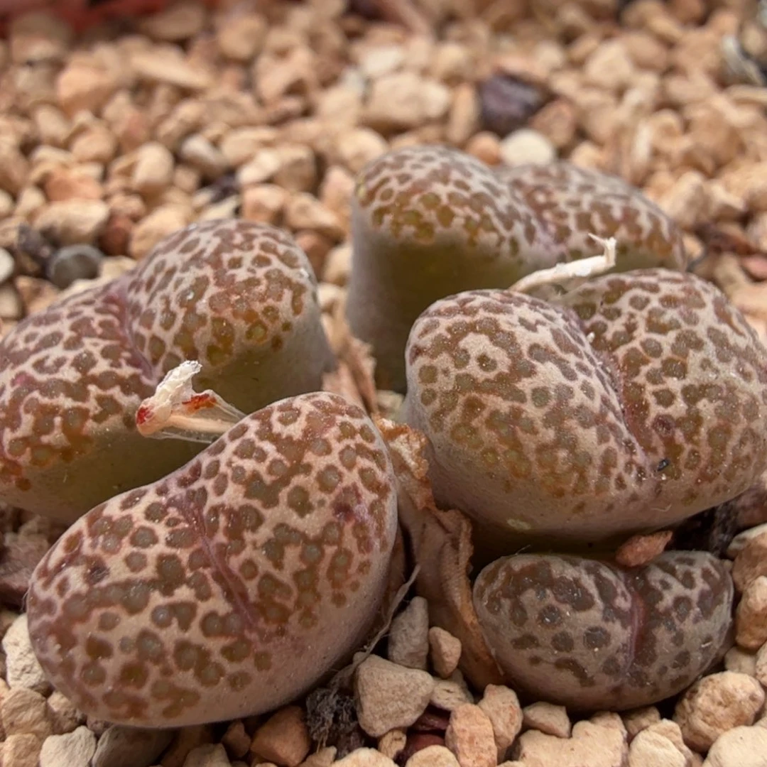 5.11.28/豹纹紫鸟/多肉植物