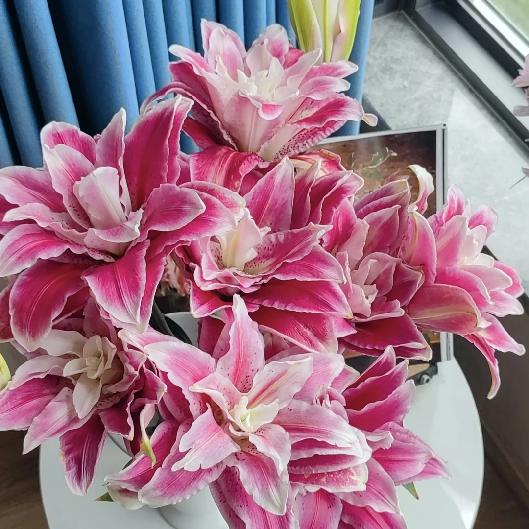 3枝迪奥多头百合12-15个花苞 【两单顺丰或京东快递】