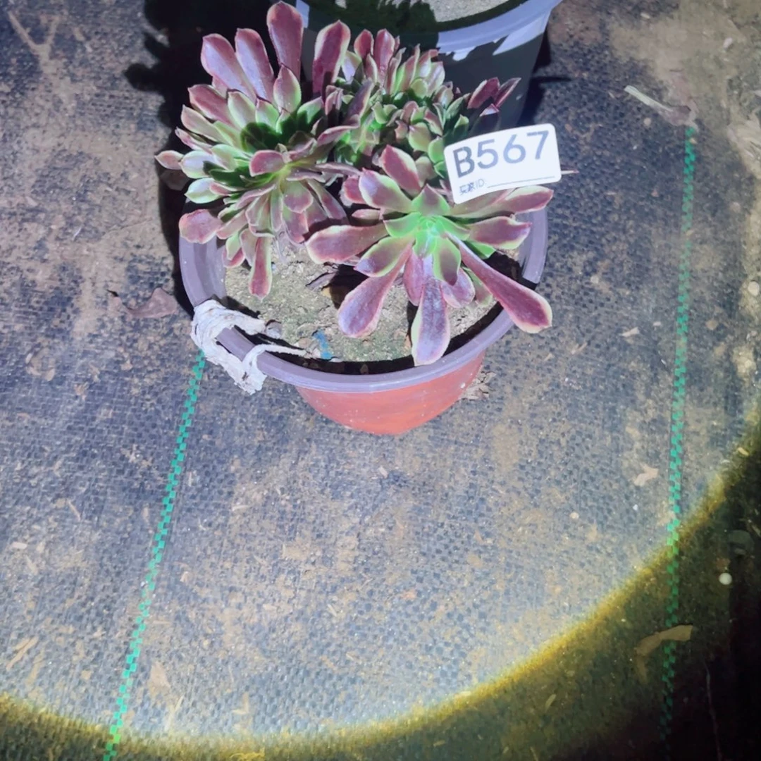 健***乐 567欧佳丽多肉植物法师