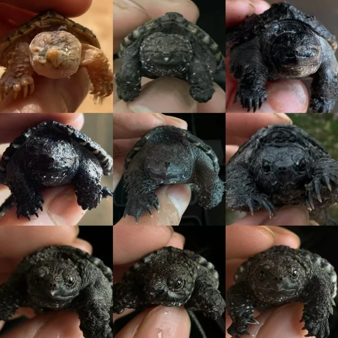 2025鳄鱼龟杂佛北美观赏龟