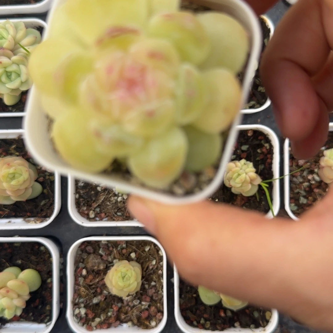 M***u财14 盆一个满25包邮