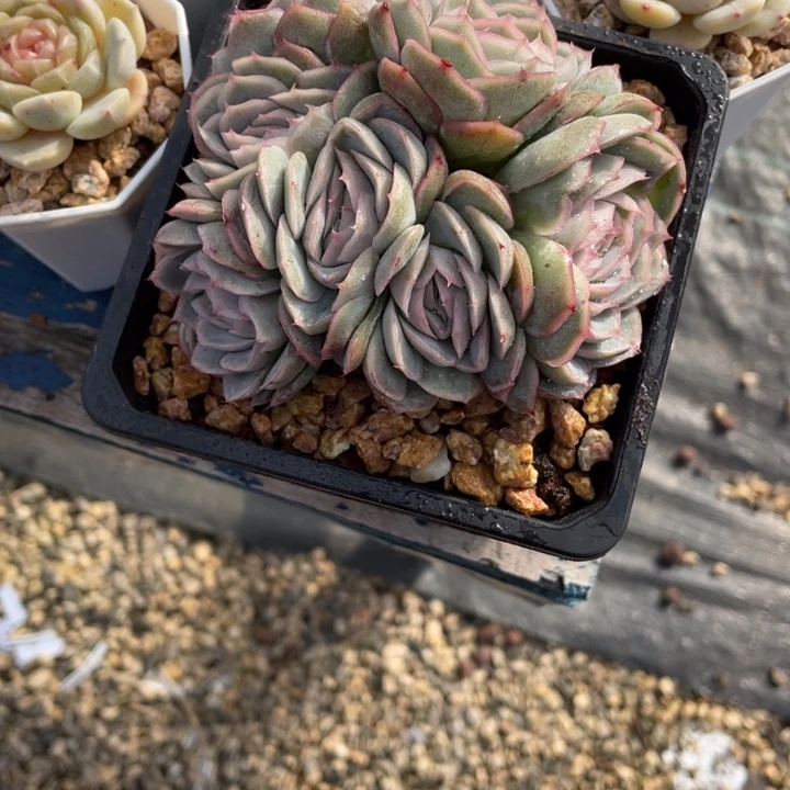 多肉Somewhere惊鸿贝贝