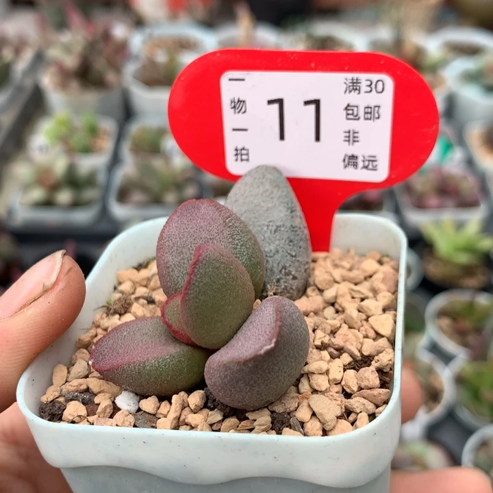 甜心。多肉植物。