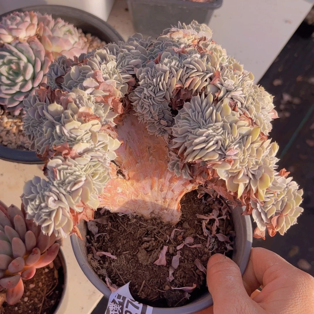 天赐缀微瑕0279多肉植物