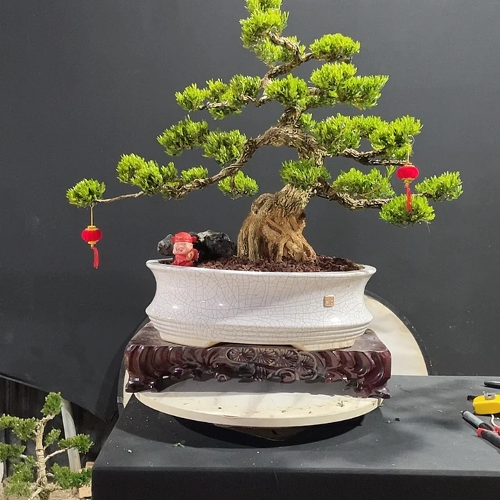 完全开放黄杨盆景园林