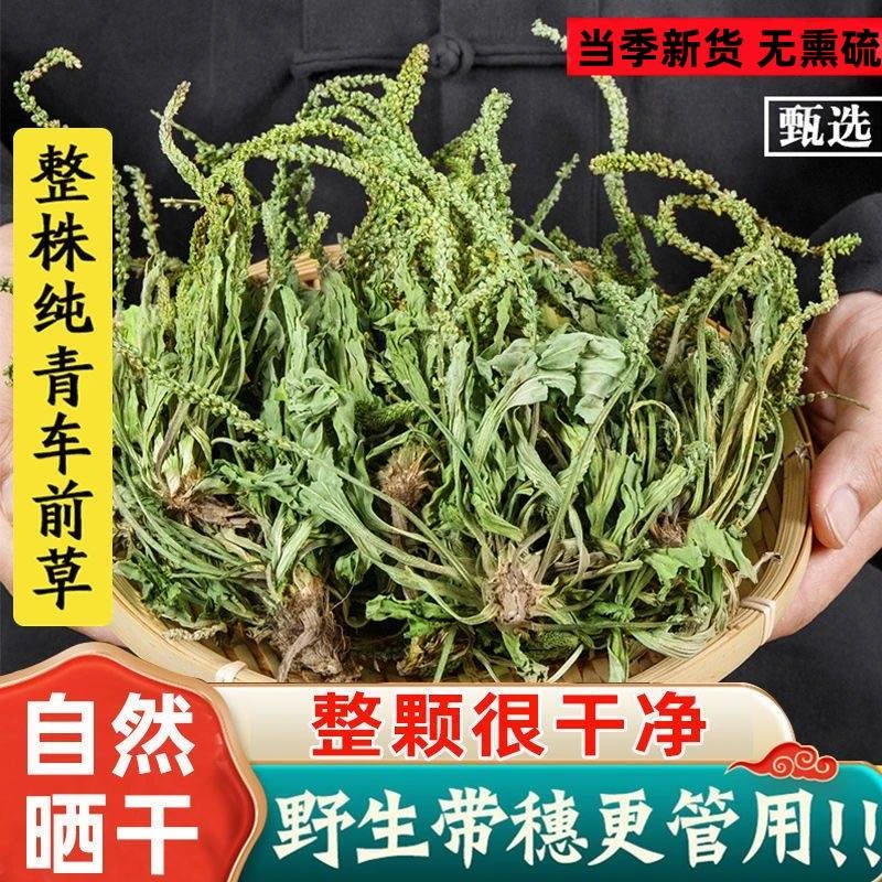 野生车前草整棵带根新鲜晒干货泡茶车钱草中药泡水车前草茶中药材