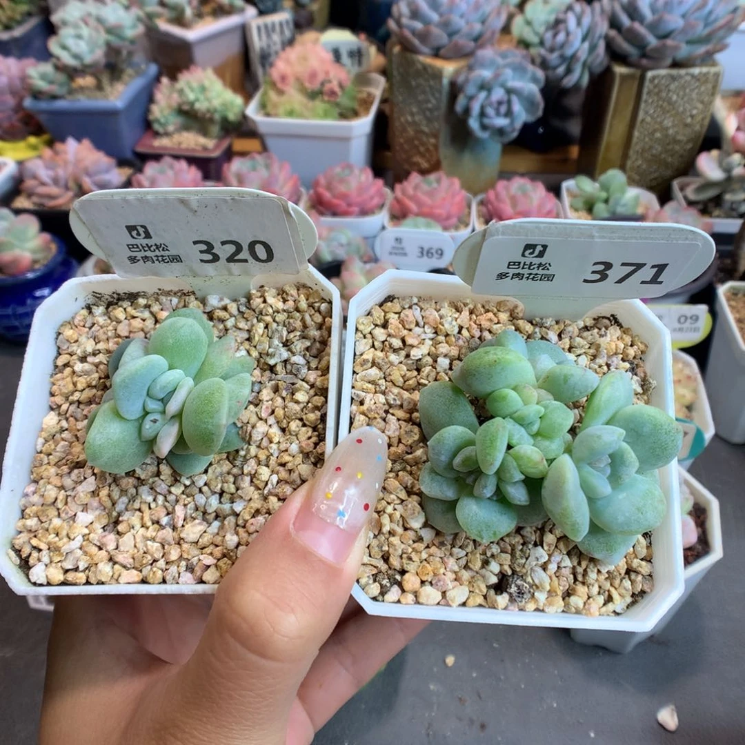 琪***菈320-371冰玉石化多肉植物