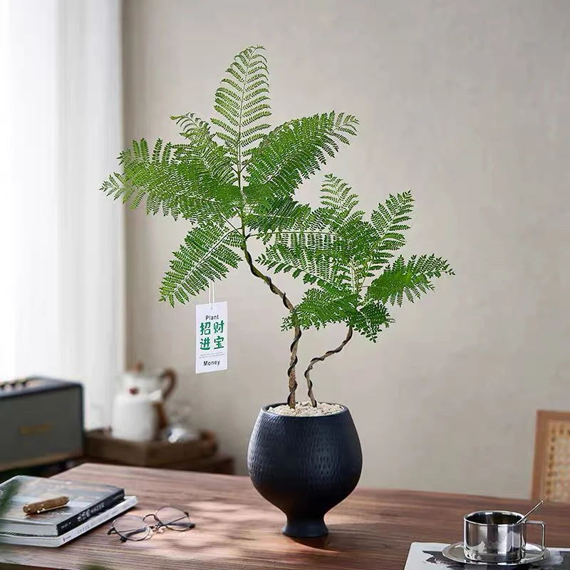 蓝花楹盆栽绿植室内植物好养易活客厅阳台装饰净化空气