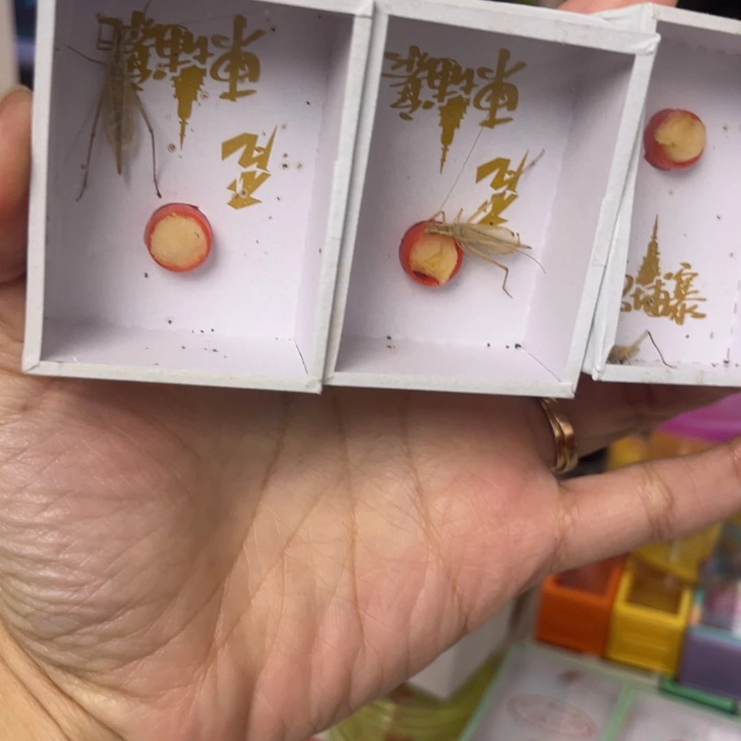 3只柬埔寨中长须拍拍拍