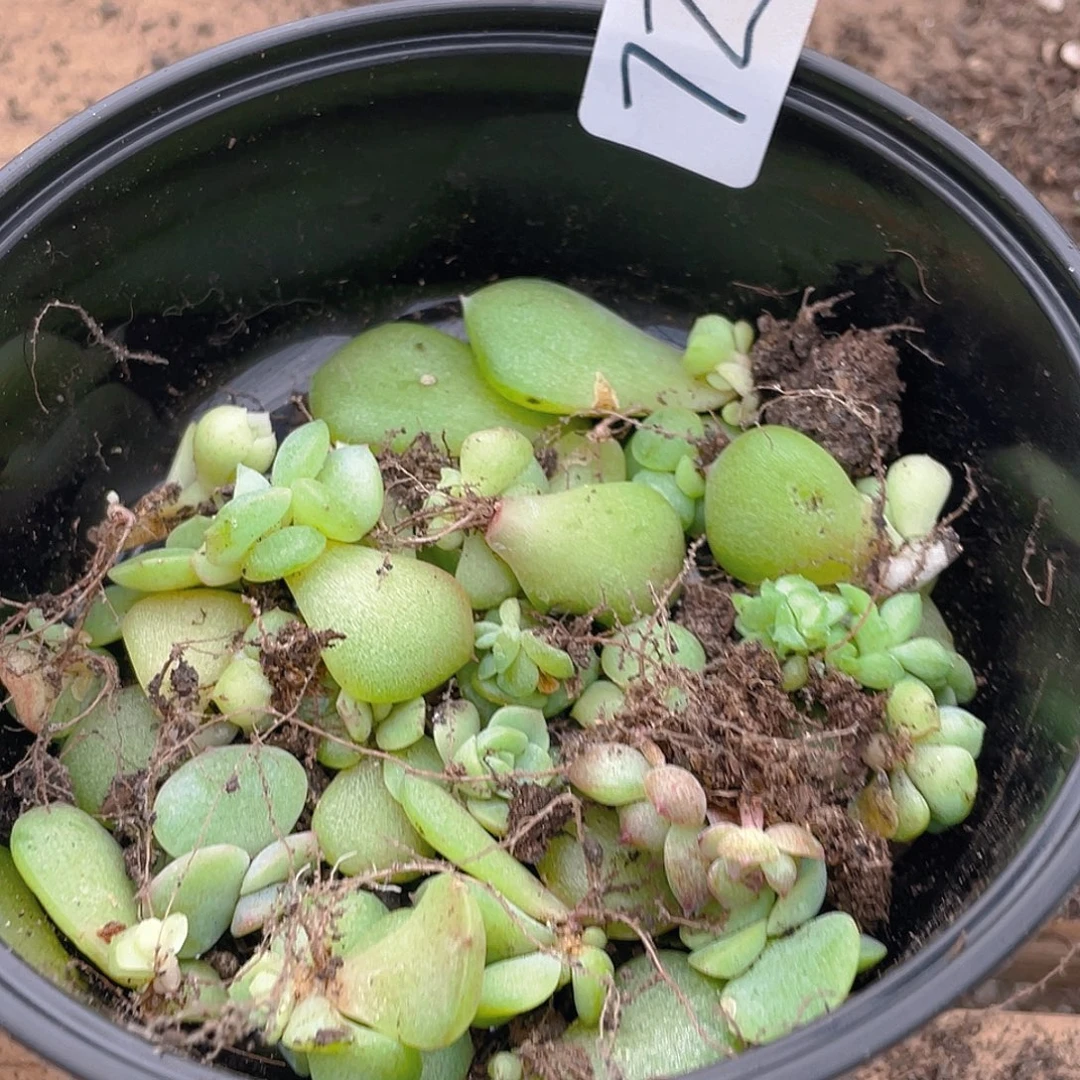 多肉植物多肉植物72