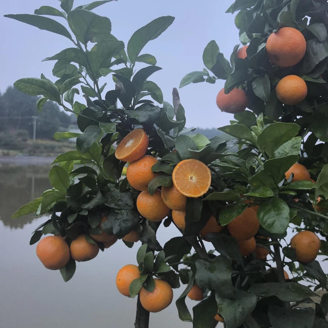 正宗四川金秋砂糖橘新鲜多汁酸甜无籽当季应季水果