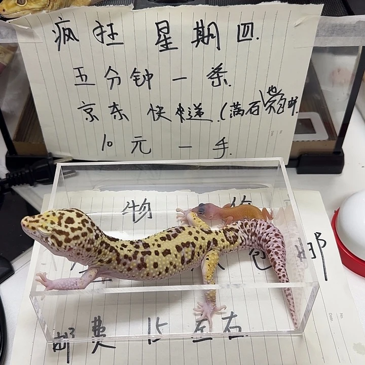 豹纹守宫035！想念想念你