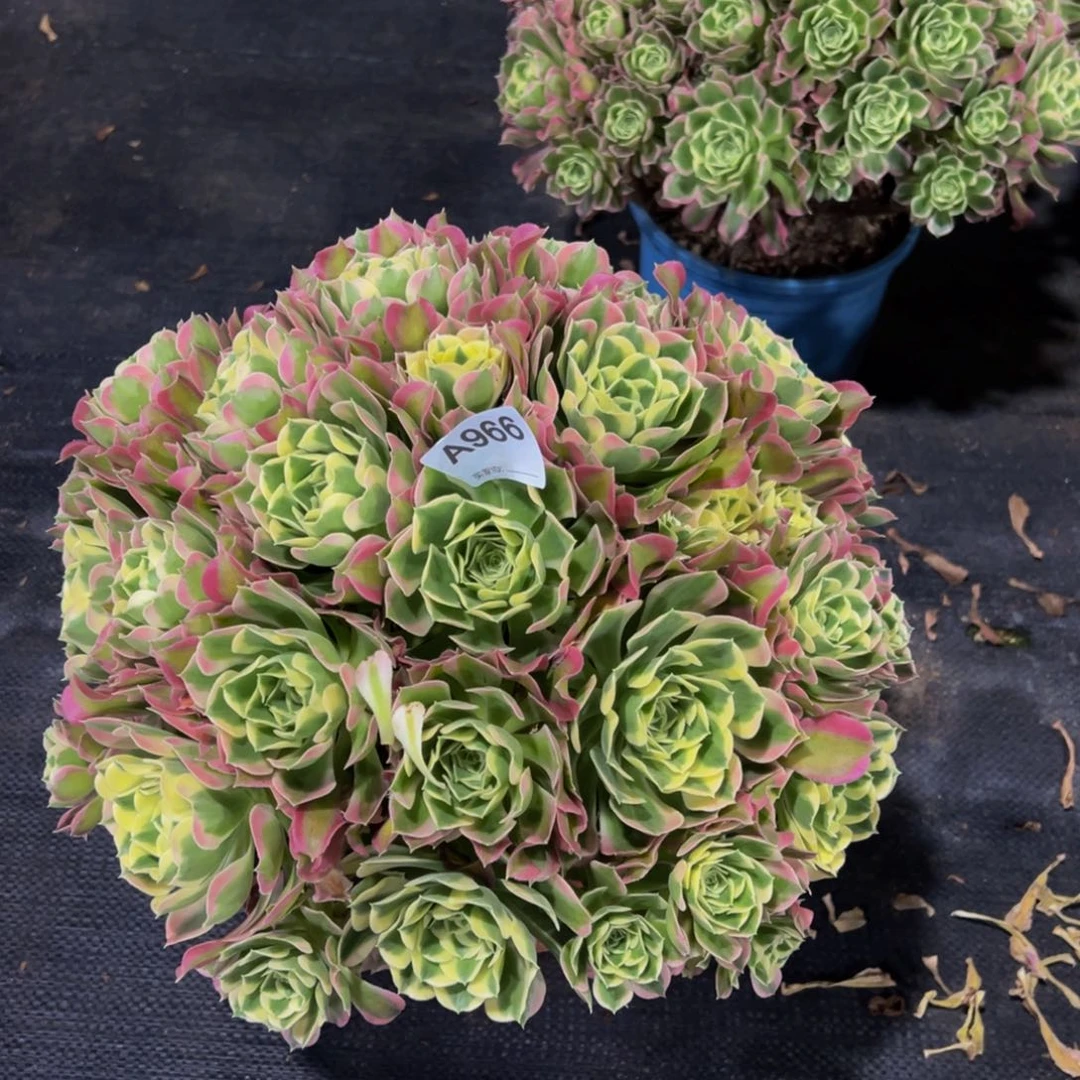 嫣*966白凤法师,多肉植物