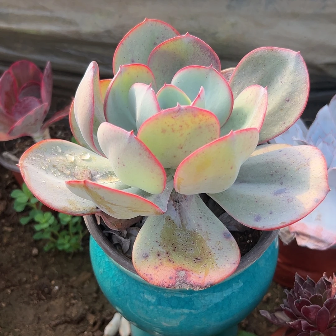 多肉植物布鲁克林蓝