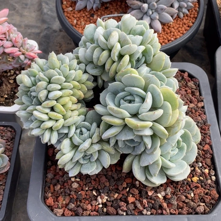 【闪购商品】劳林缀化