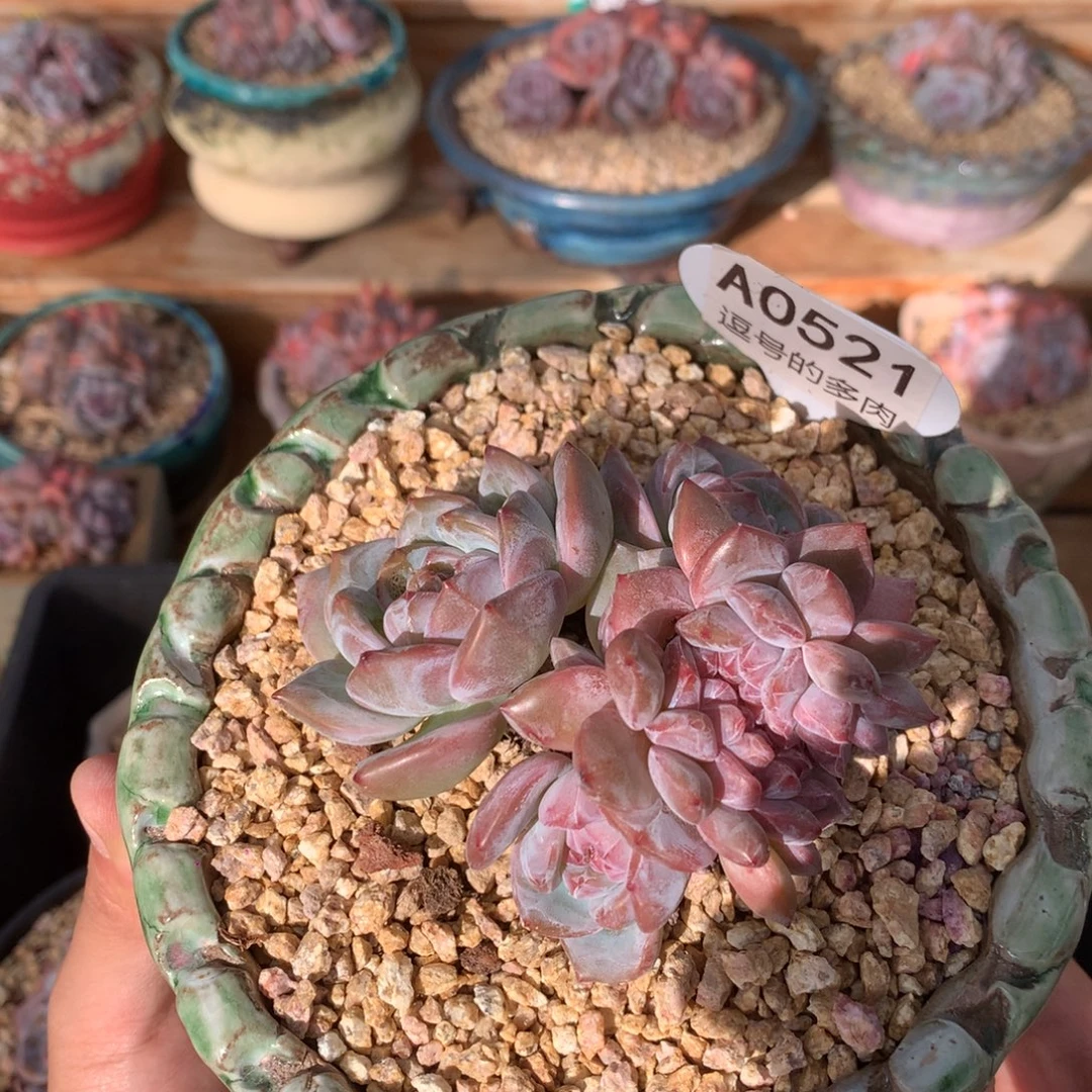 A0521 石榴籽老桩群缀 有砍 9cm