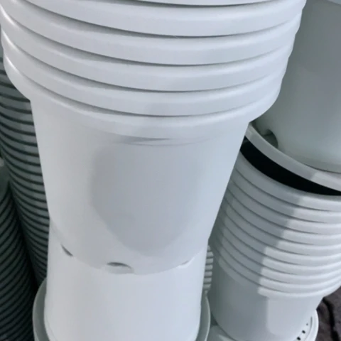 红陶25奶白无托7个