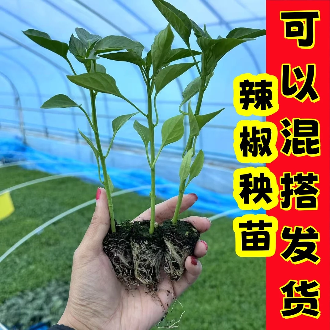 高产辣椒苗带土秧蔬菜苗薄皮椒线椒苗朝天椒螺丝椒四季地栽盆栽苗