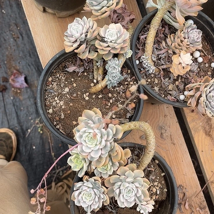 布偶景2颗9.99多肉植物