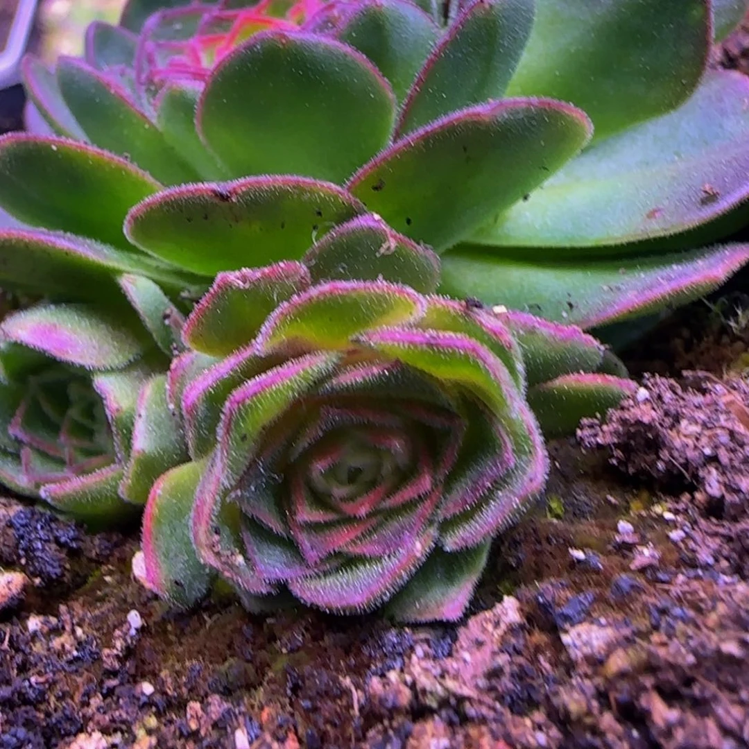 紫龙侧芽113434243768673838