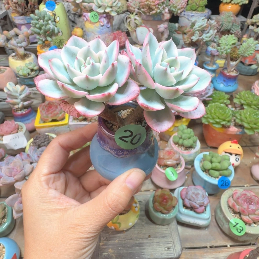 奶油黄桃锦 多肉含盆土 一物一拍