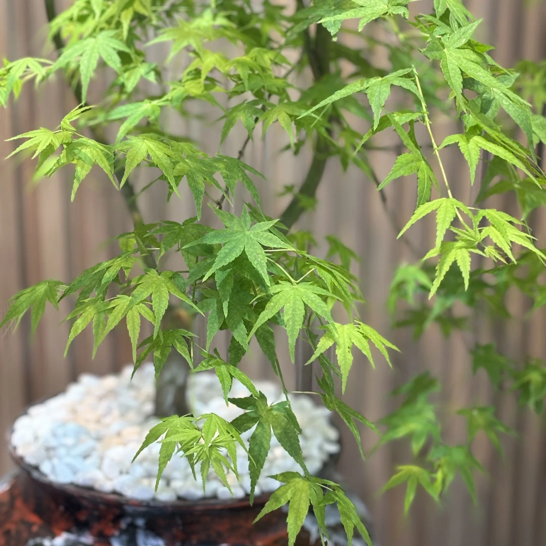 黄金流泉枫盆栽树苗造型绿植室内大型禄植阳台好养活易活四季常青