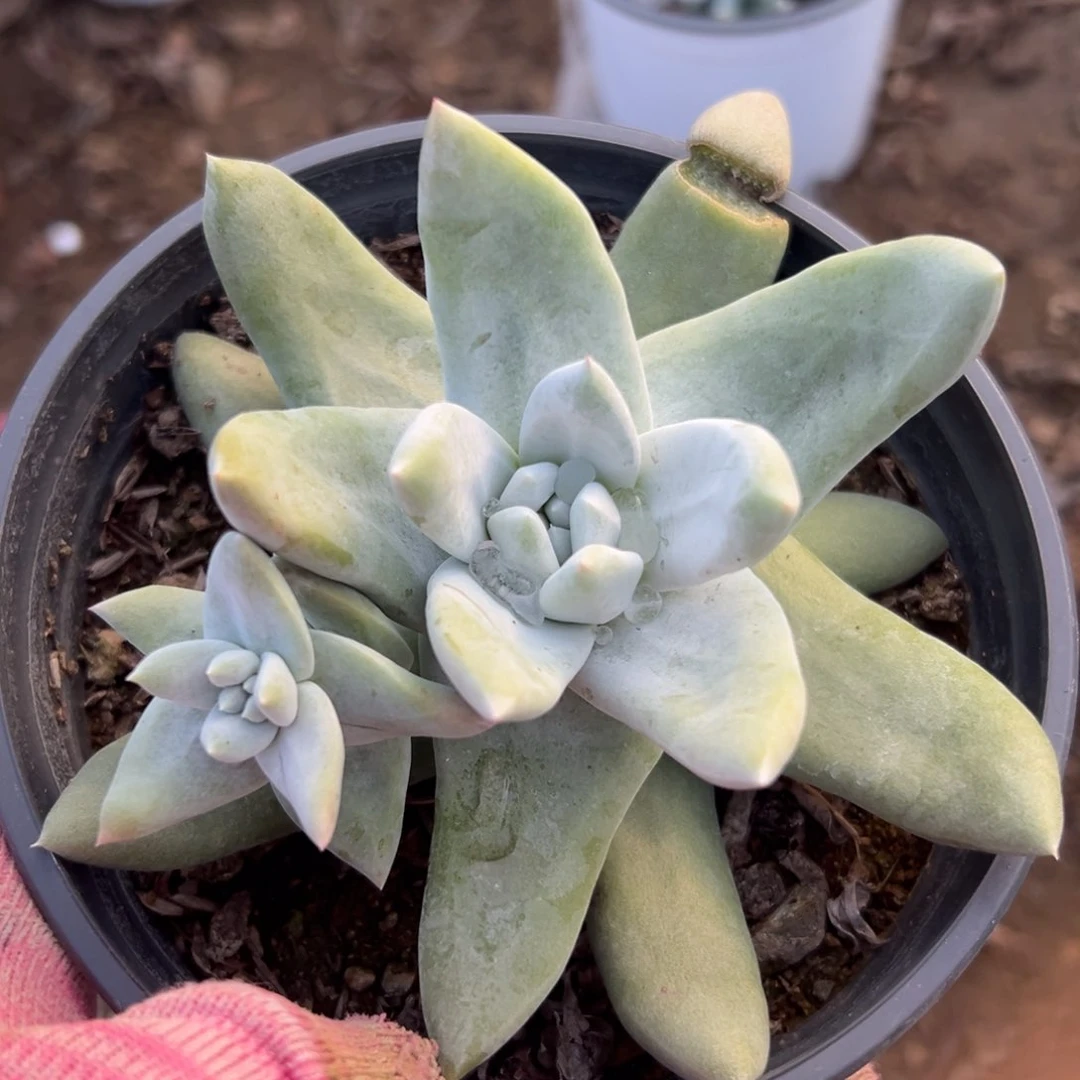 尔们破植物植物中央音乐学院