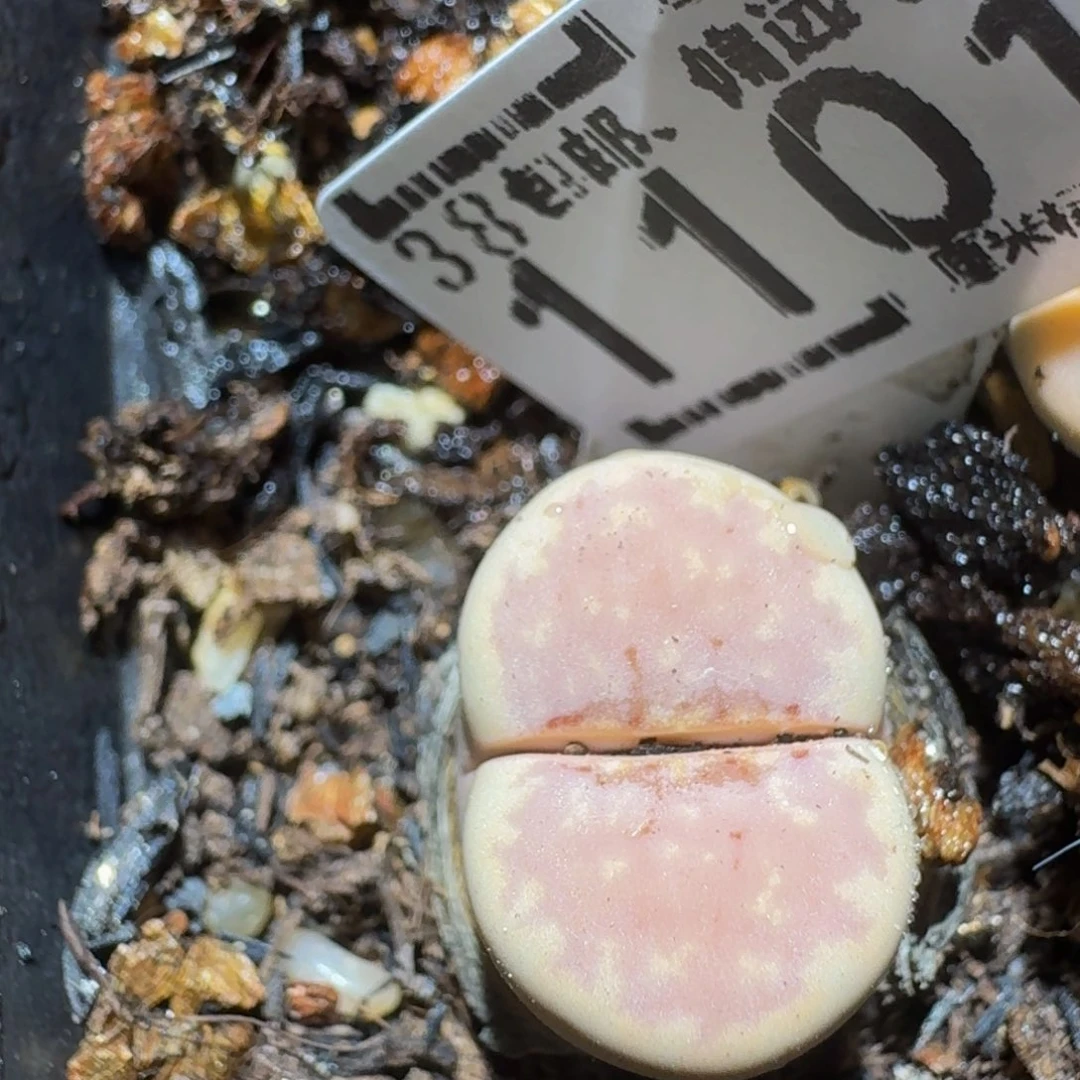 zzzz精品生石花1101